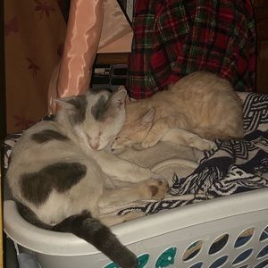 Meet your Posher, Tina